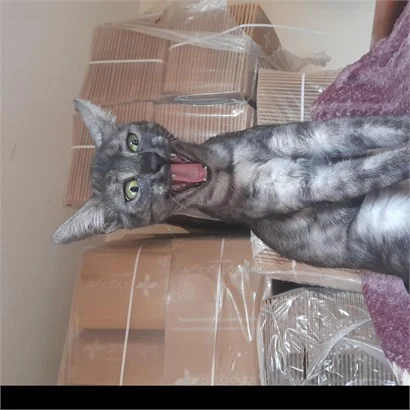 Pet