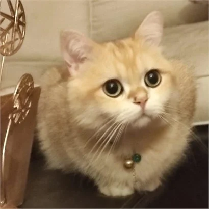 Pet