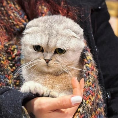 Pet