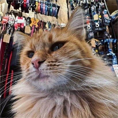Pet