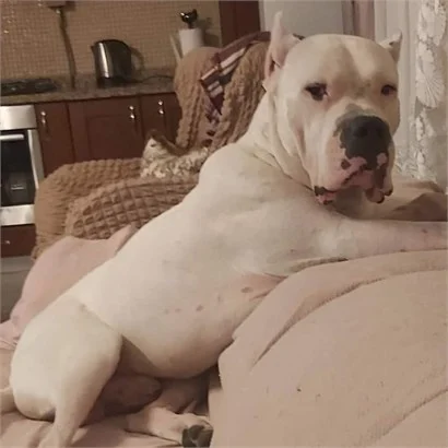 Pet