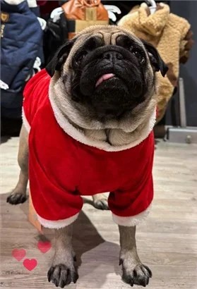 Pet