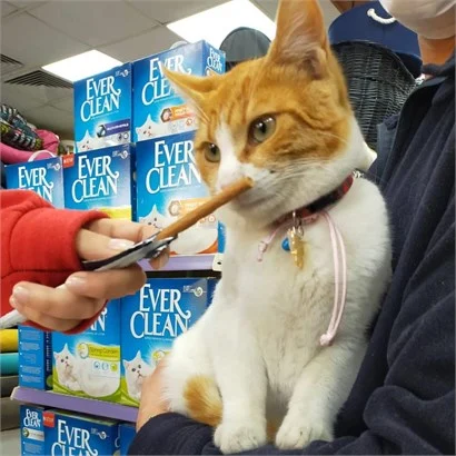 Pet