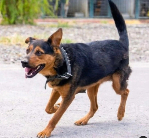 Pet